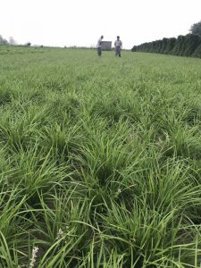 中葉麥冬草