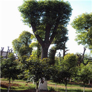 益陽市赫山區大型香樟種植基地