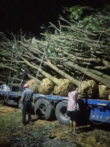 原生骨架香樟正在裝車中
