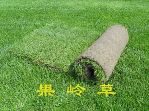 果嶺草