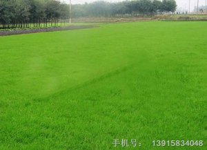 馬尼拉草