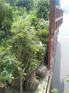 浙江楊梅樹供應/臺州楊梅樹最新價格