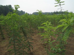 刺槐樹苗