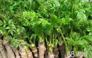刺龍牙樹苗