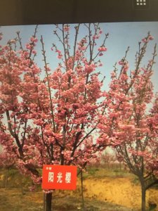 陽光櫻