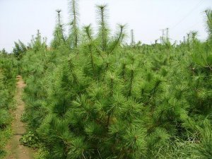 1-5米華山松