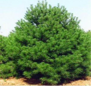 1-5米華山松