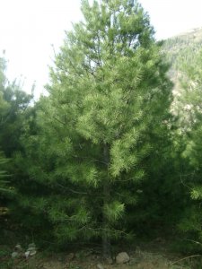 1-5米白皮松