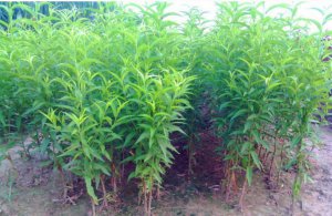 1-8公分龍株碧桃