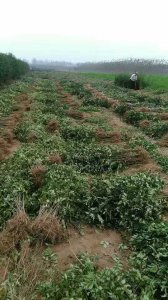 花椒苗
