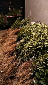 柑桔苗及紅心柚苗