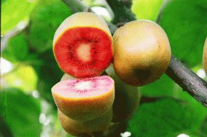紅陽(yáng)獼猴桃苗