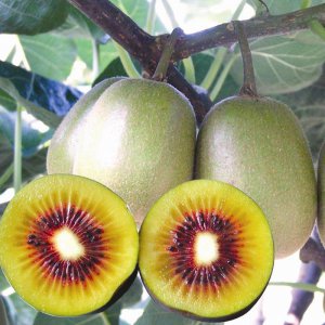 紅陽(yáng)獼猴桃苗