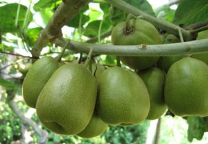 紅陽(yáng)獼猴桃苗