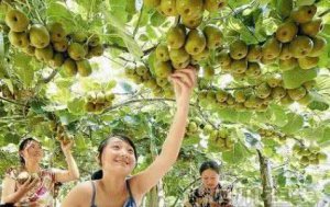紅陽(yáng)獼猴桃苗