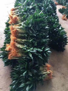 海南觀音竹