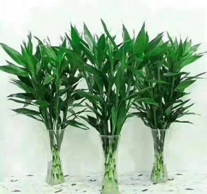 海南富貴竹