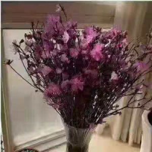 干枝杜娟花