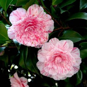 花牡丹茶花