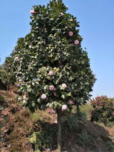十八學士茶花