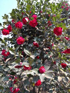 大紅牡丹茶花