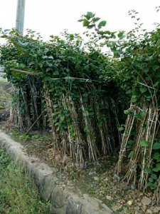 宜賓三角梅|貴州三角梅|樂山三角梅|重慶三角梅|樊枝花三角梅