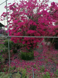 宜賓三角梅|貴州三角梅|樂山三角梅|重慶三角梅|樊枝花三角梅