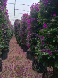 宜賓三角梅|貴州三角梅|樂山三角梅|重慶三角梅|樊枝花三角梅