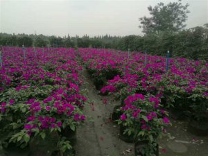 宜賓三角梅|貴州三角梅|樂山三角梅|重慶三角梅|樊枝花三角梅
