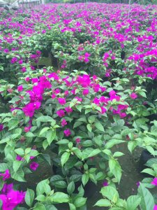 宜賓三角梅|貴州三角梅|樂山三角梅|重慶三角梅|樊枝花三角梅