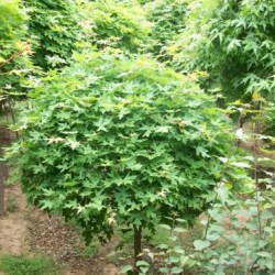 南召縣苗木種植農民專業合作社