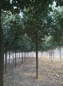河南大葉女貞價(jià)格|南陽(yáng)大葉女貞合作社|南召縣大葉女貞