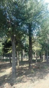 河南國(guó)槐價(jià)格|南陽(yáng)國(guó)槐合作社|南召縣國(guó)槐