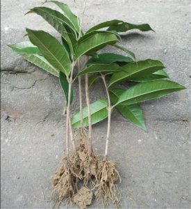 桂花苗