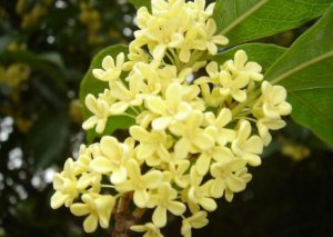 桂花苗
