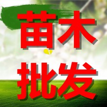 重慶江華花椒苗合作社