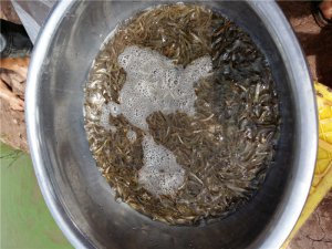 泥鰍繁育養(yǎng)殖