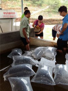中高檔魚類繁育養(yǎng)殖
