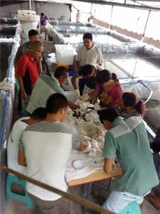 中高檔魚類繁育養(yǎng)殖