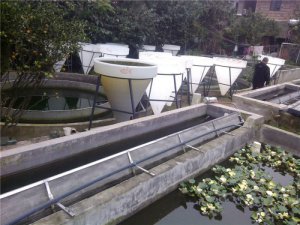 孵化桶