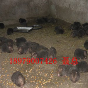 祿榮商品鼠養(yǎng)殖