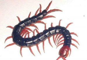 畢節蜈蚣養殖